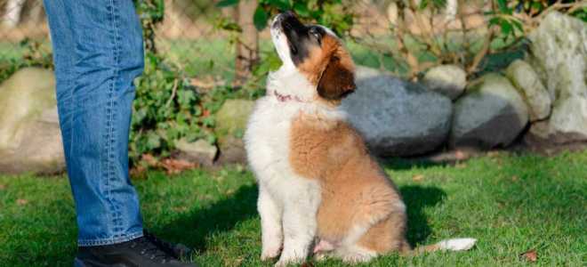 Как воспитывать собаку видео